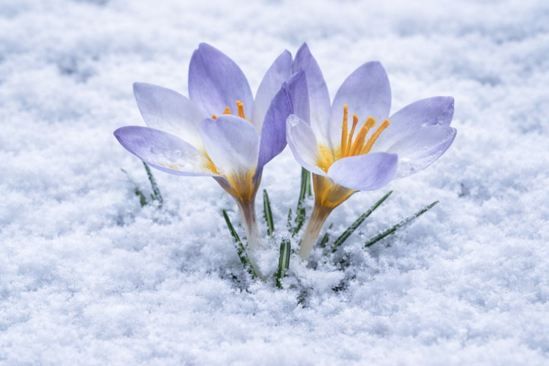 Keltepe Çiğdemi Kuzuyayla
