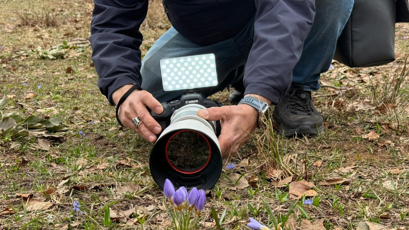 Keltepe Çiğdemi yakın çekim