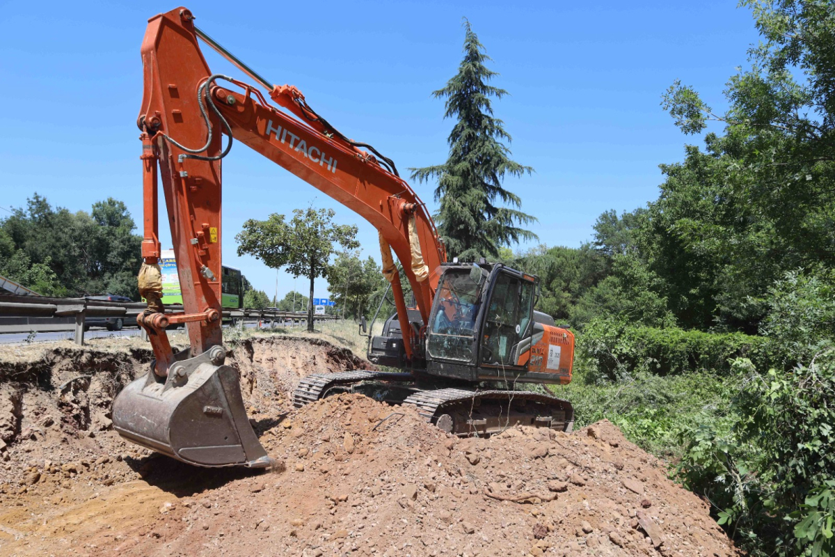 Sökülen ağaçlar geleceğe taşınıyor