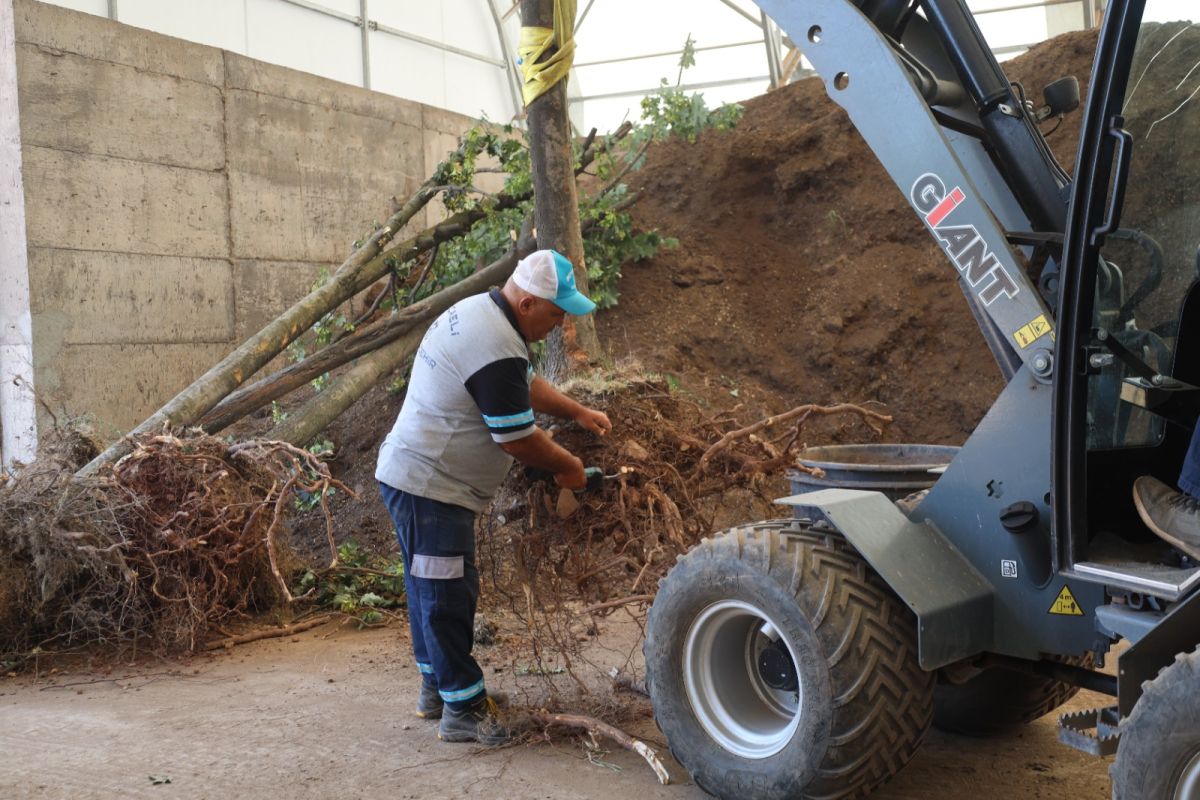 Sökülen ağaçlar geleceğe taşınıyor