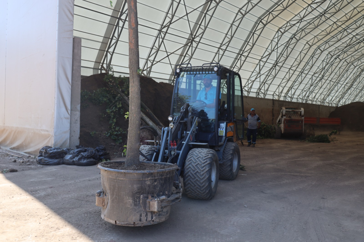 Sökülen ağaçlar geleceğe taşınıyor