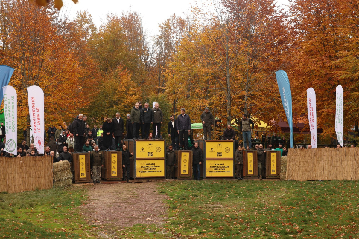Büyükşehir'den doğaya 7 yeni kızıl geyik daha