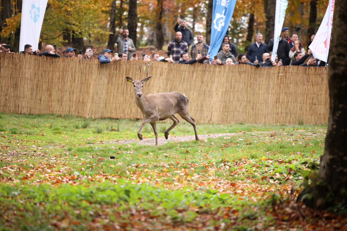 Büyükşehir'den doğaya 7 yeni kızıl geyik daha