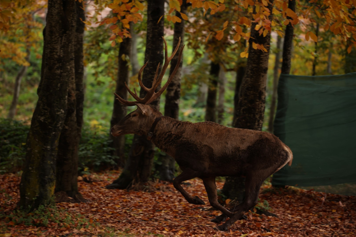 Büyükşehir'den doğaya 7 yeni kızıl geyik daha