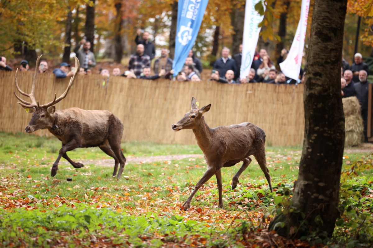 Büyükşehir'den doğaya 7 yeni kızıl geyik daha