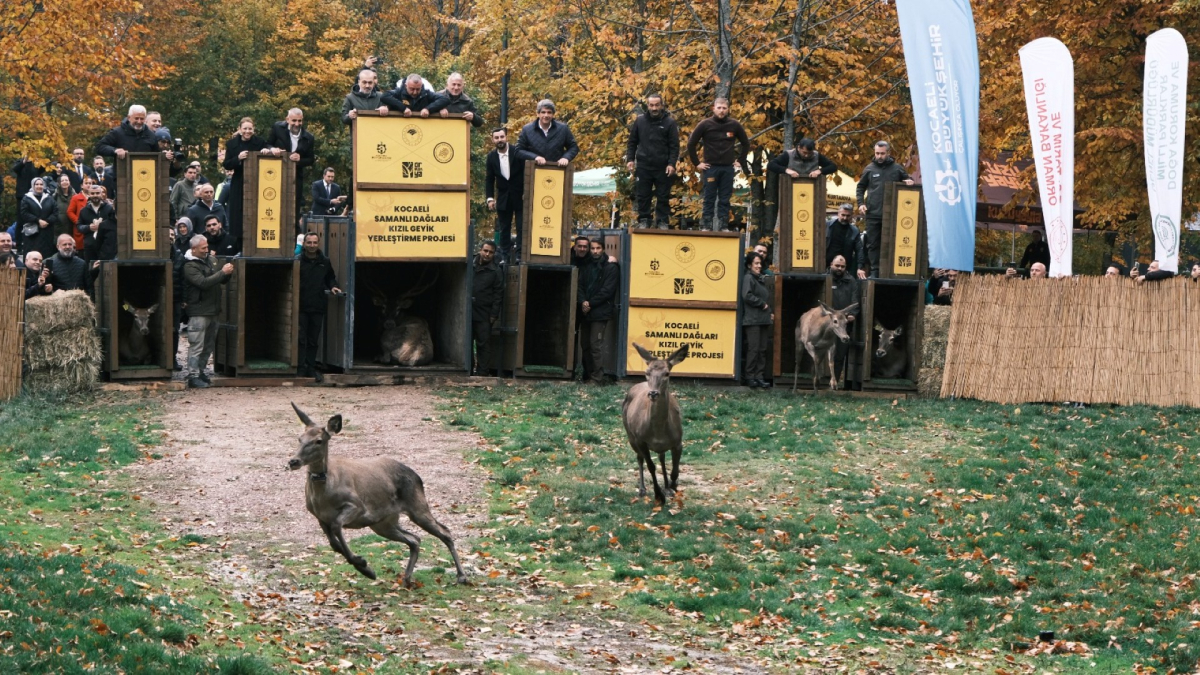 Büyükşehir'den doğaya 7 yeni kızıl geyik daha