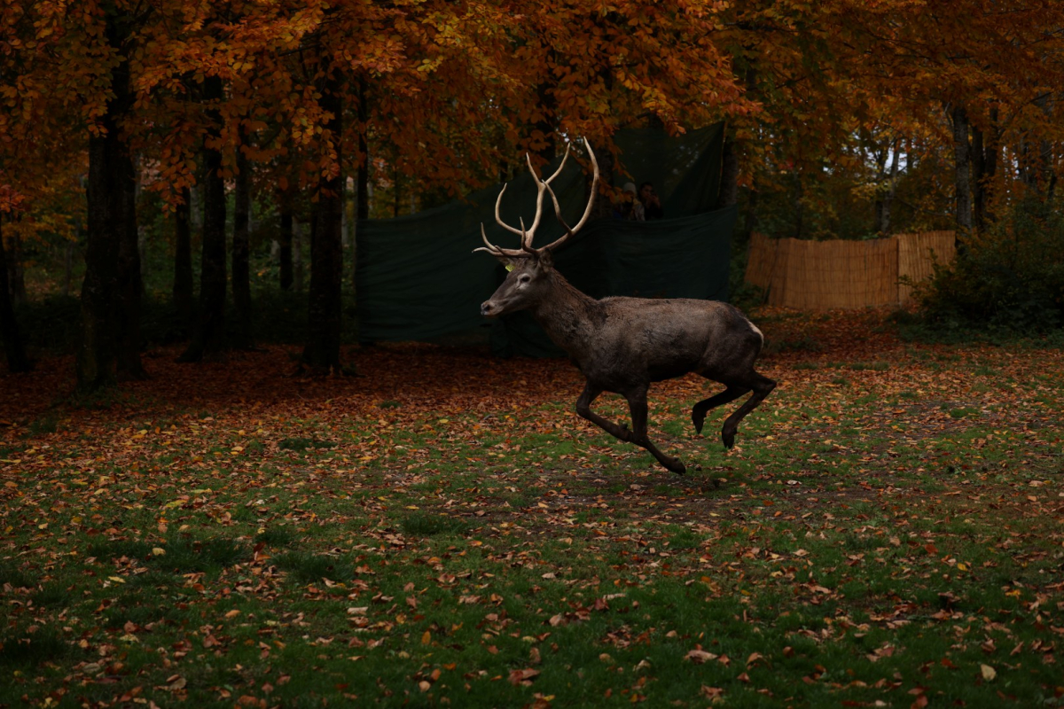 Büyükşehir'den doğaya 7 yeni kızıl geyik daha