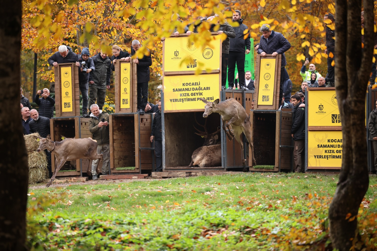Büyükşehir'den doğaya 7 yeni kızıl geyik daha