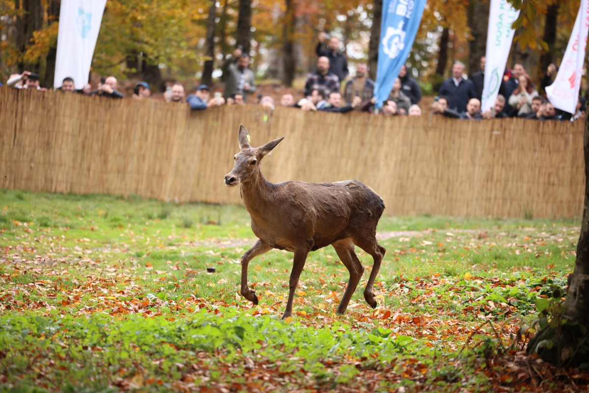 Büyükşehir'den doğaya 7 yeni kızıl geyik daha