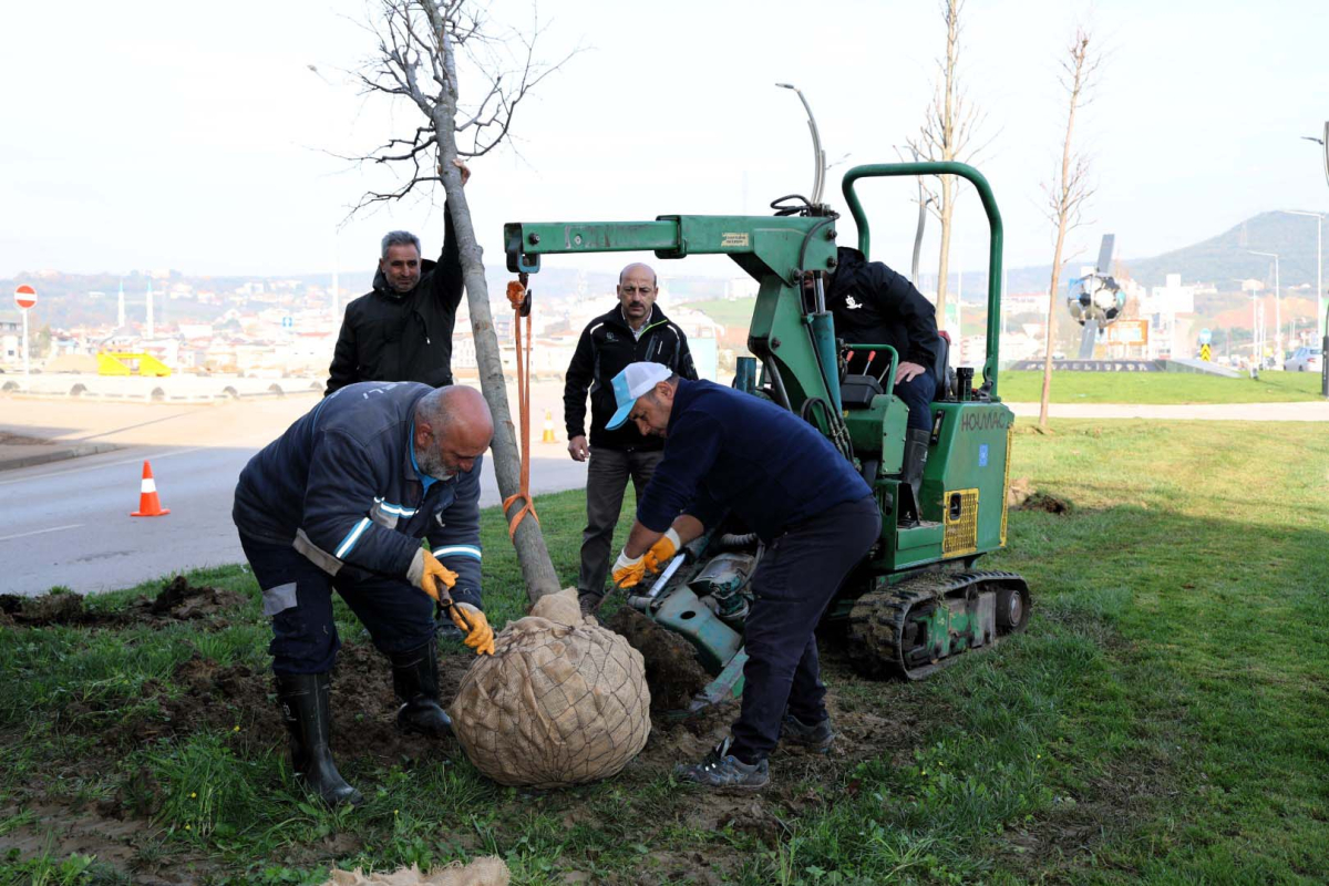 Ağaçlar yeni yerlerinde hayat bulacak