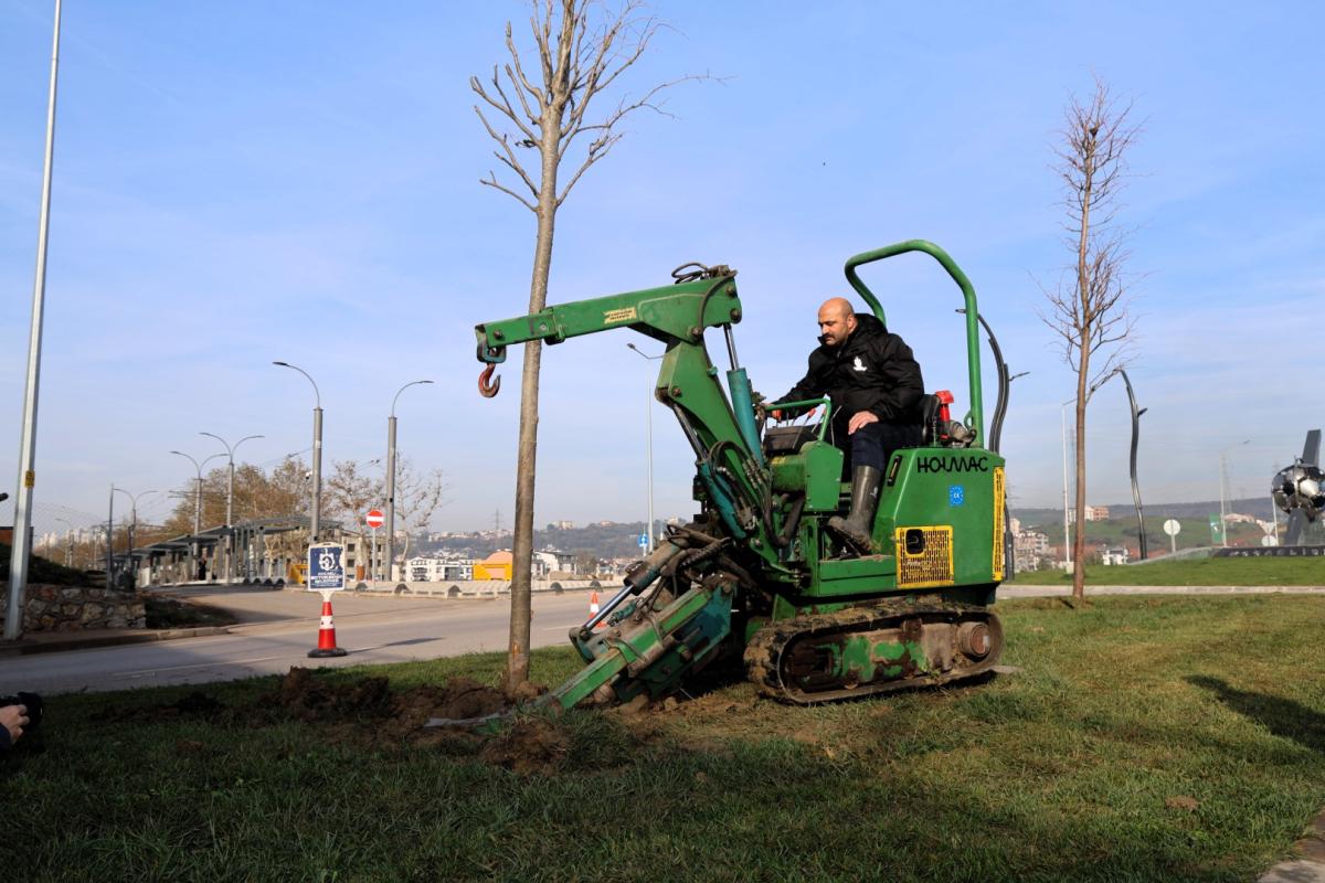 Ağaçlar yeni yerlerinde hayat bulacak