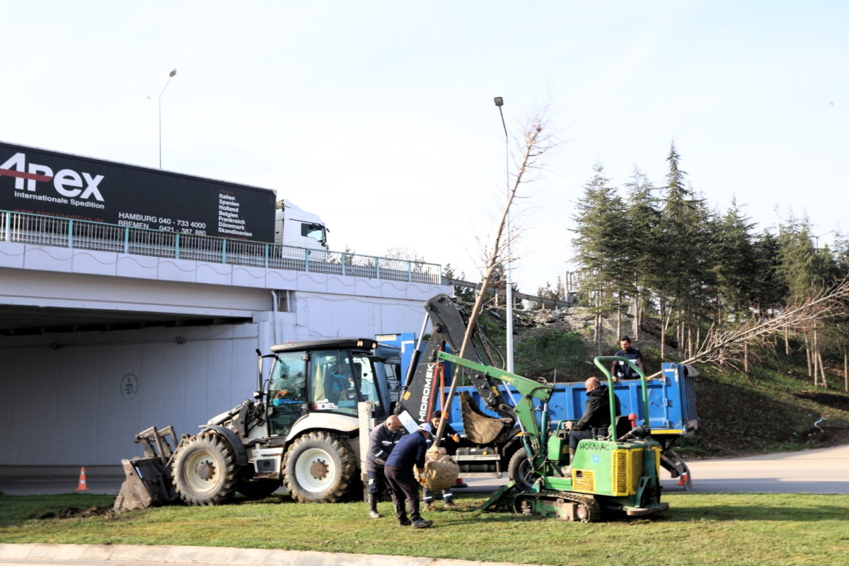 Ağaçlar yeni yerlerinde hayat bulacak
