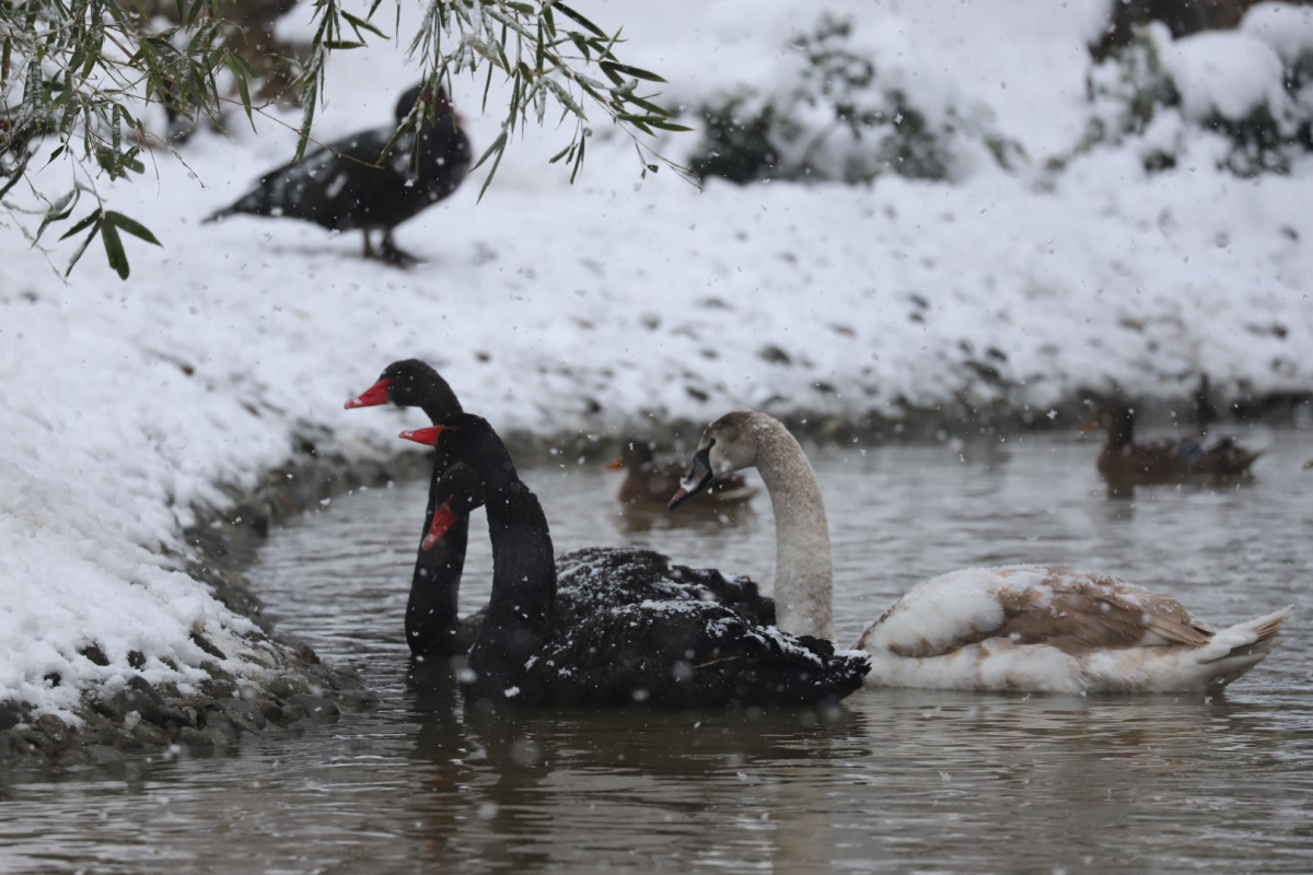 Ormanya’da kartpostallık kış manzaraları