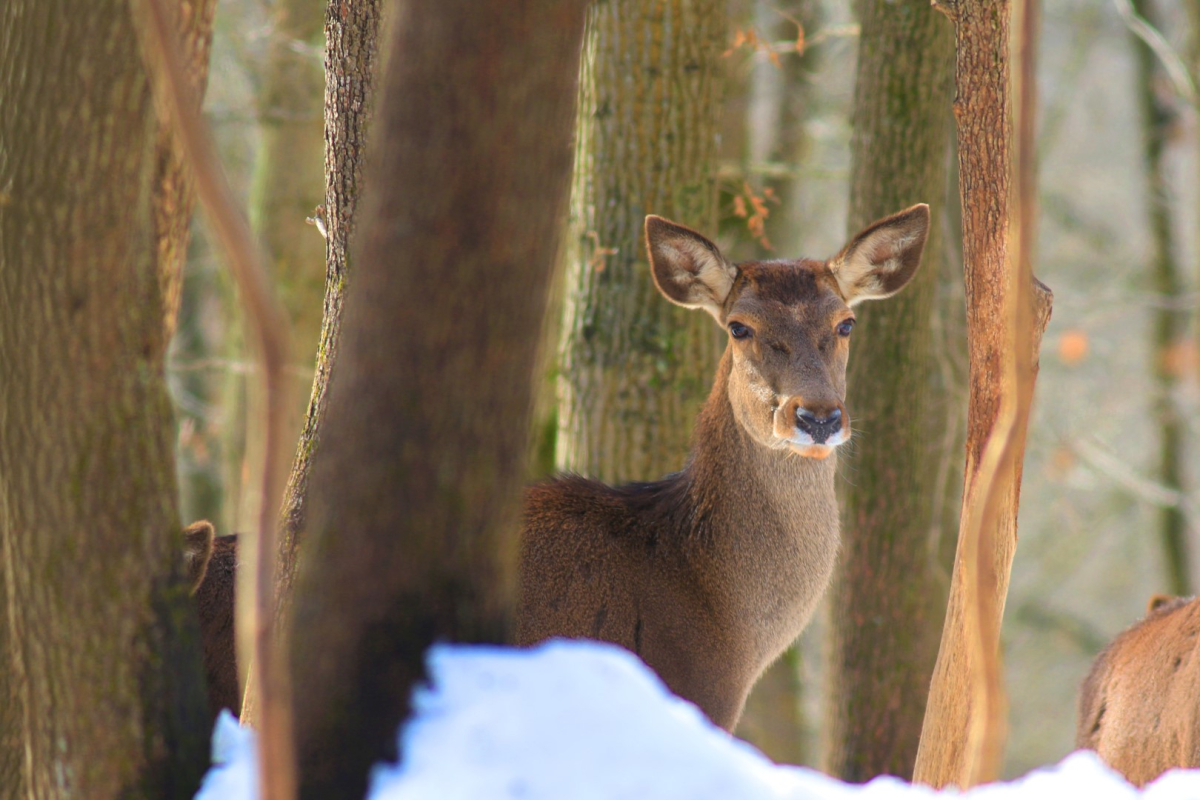 Ormanya’da kartpostallık kış manzaraları