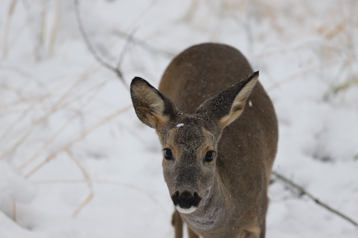Ormanya’da kartpostallık kış manzaraları