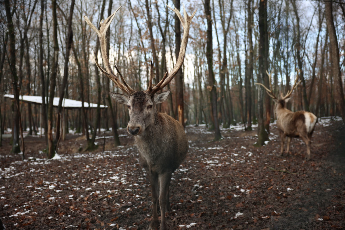 Ormanya’da kartpostallık kış manzaraları