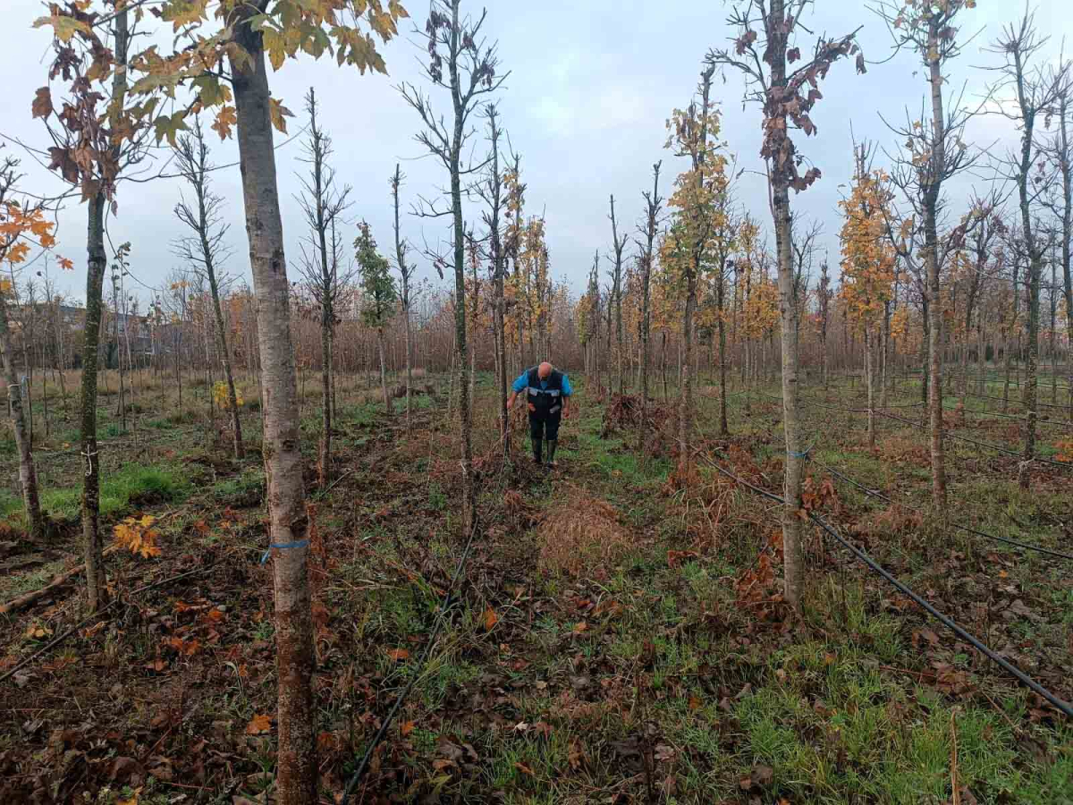 On binlerce bitki Büyükşehir fidanlığında yetişiyor