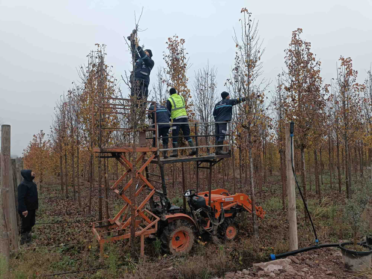 On binlerce bitki Büyükşehir fidanlığında yetişiyor