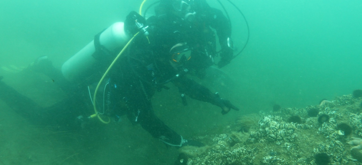 Büyükakın: “Dipten diriliş  tüm Marmara’ya yayılıyor”