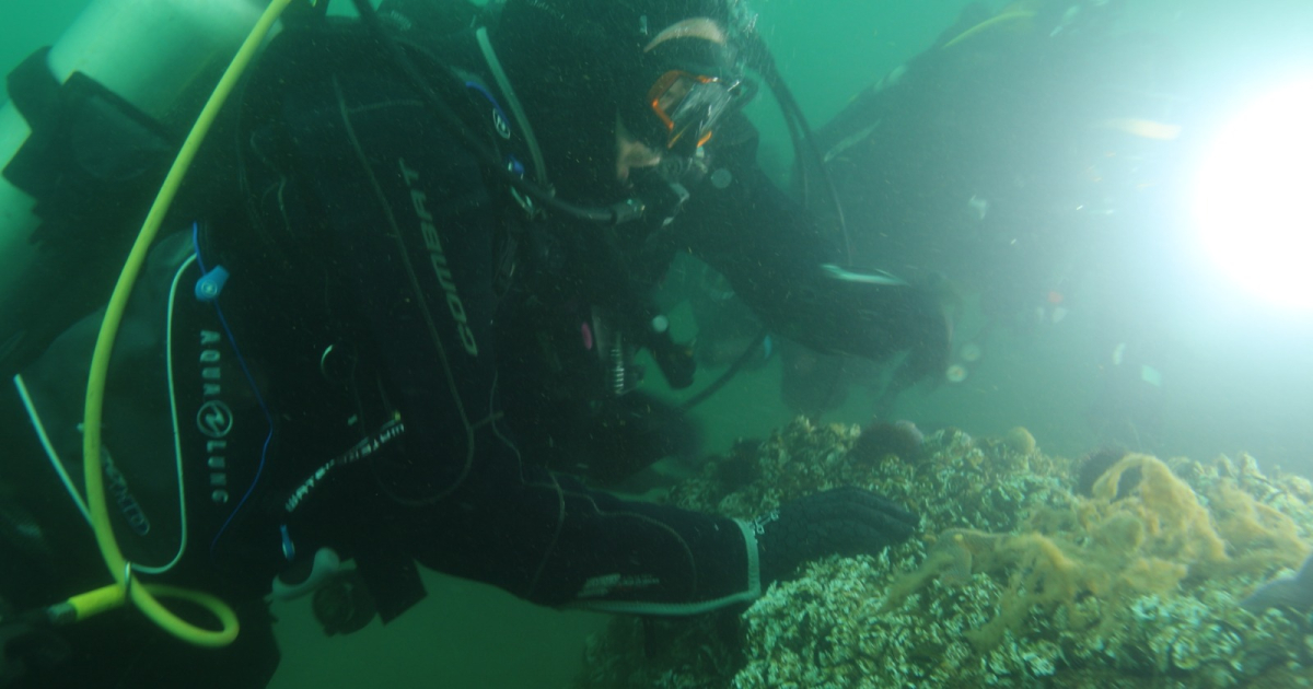 Büyükakın: “Dipten diriliş  tüm Marmara’ya yayılıyor”