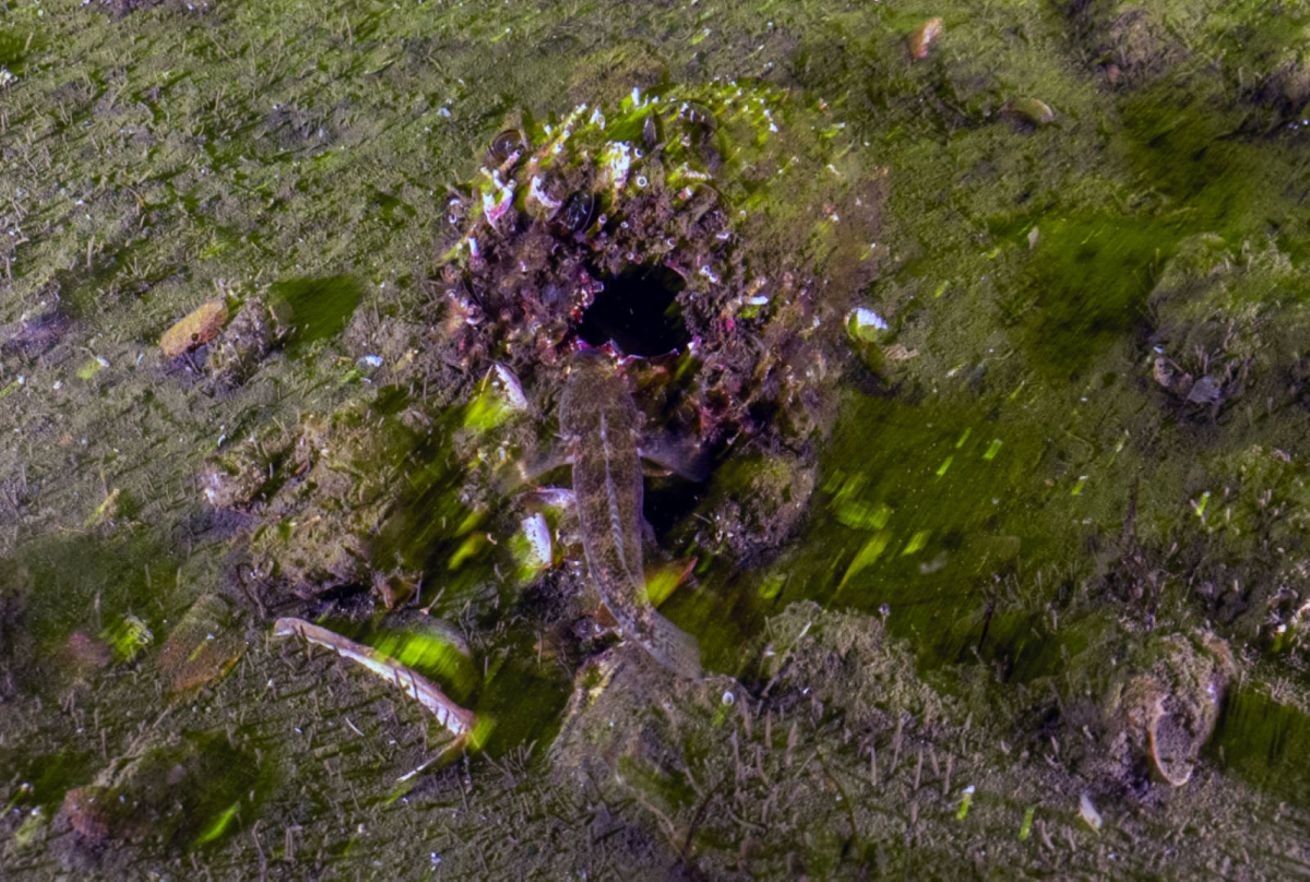 Mekânın sahipleri geri döndü