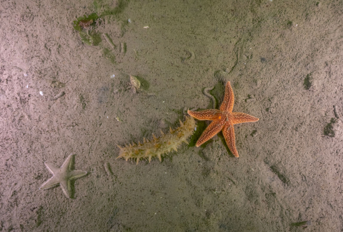 Mekânın sahipleri geri döndü