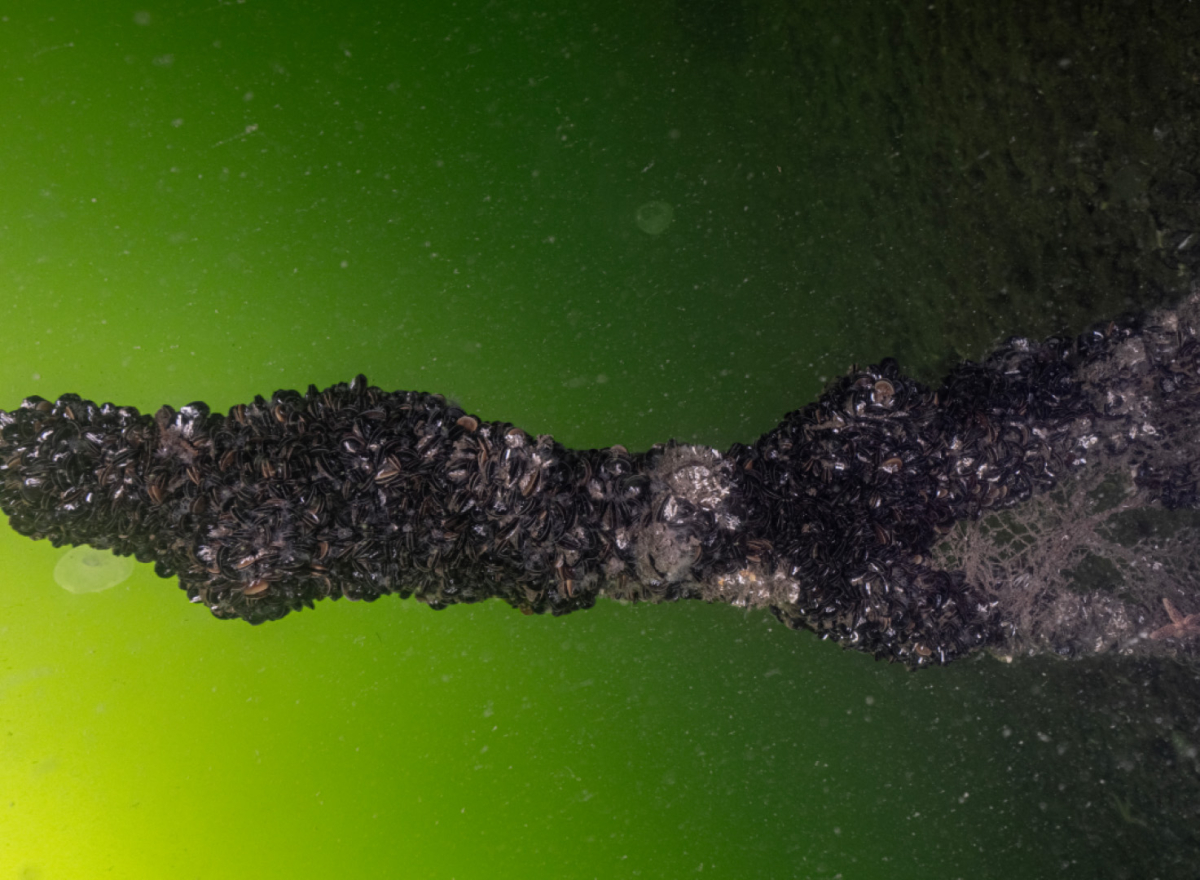 Mekânın sahipleri geri döndü