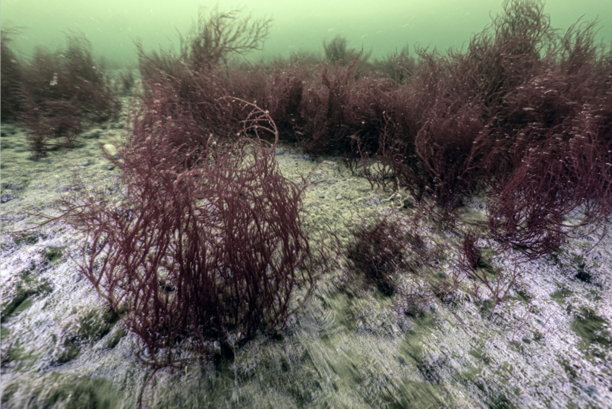 Mekânın sahipleri geri döndü