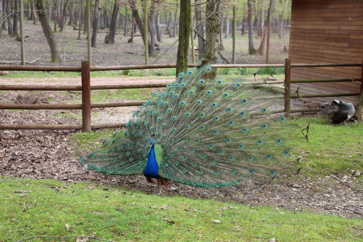 Baharın en güzel hali Ormanya’da yaşanıyor