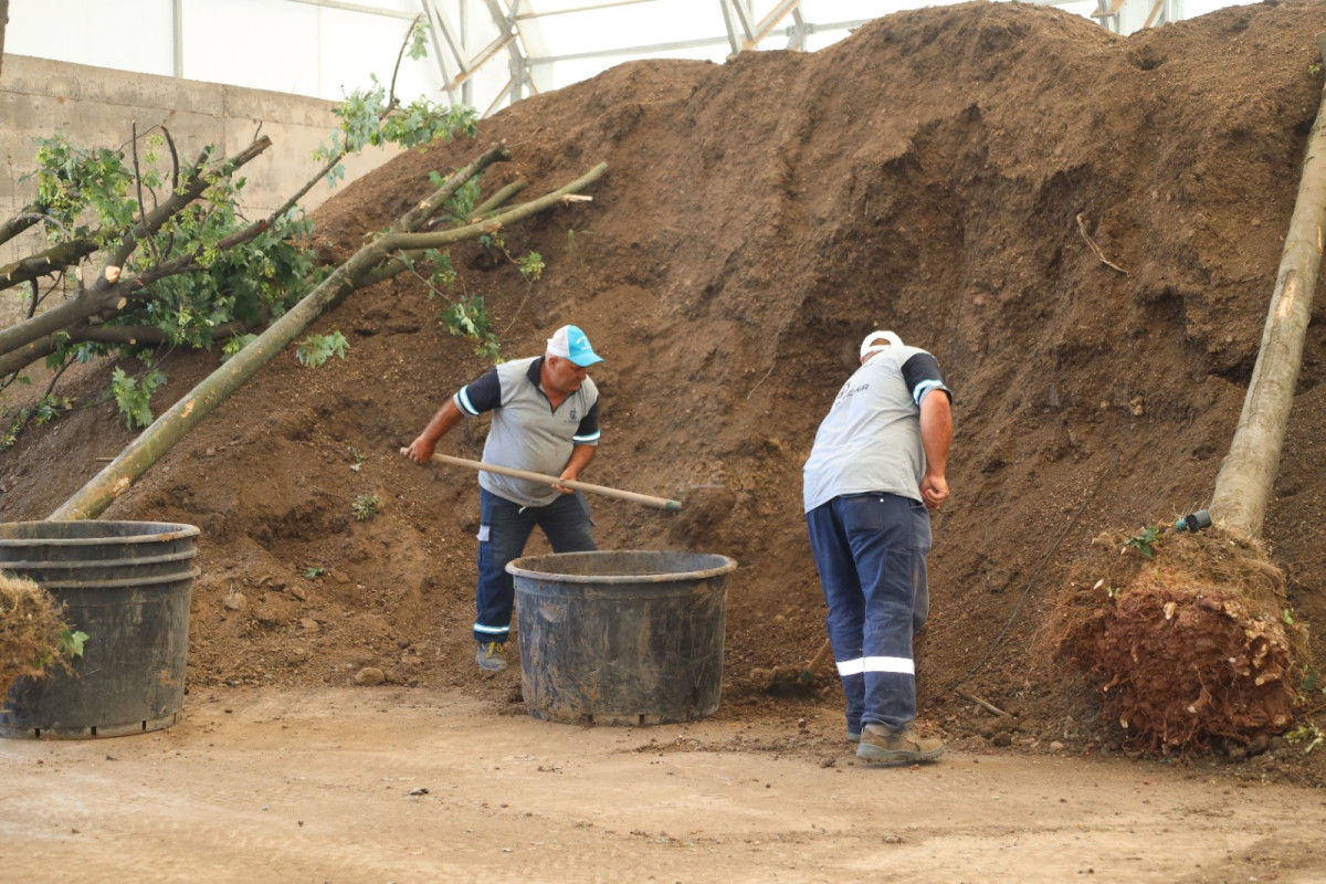 Sökülen ağaçlar geleceğe taşınıyor