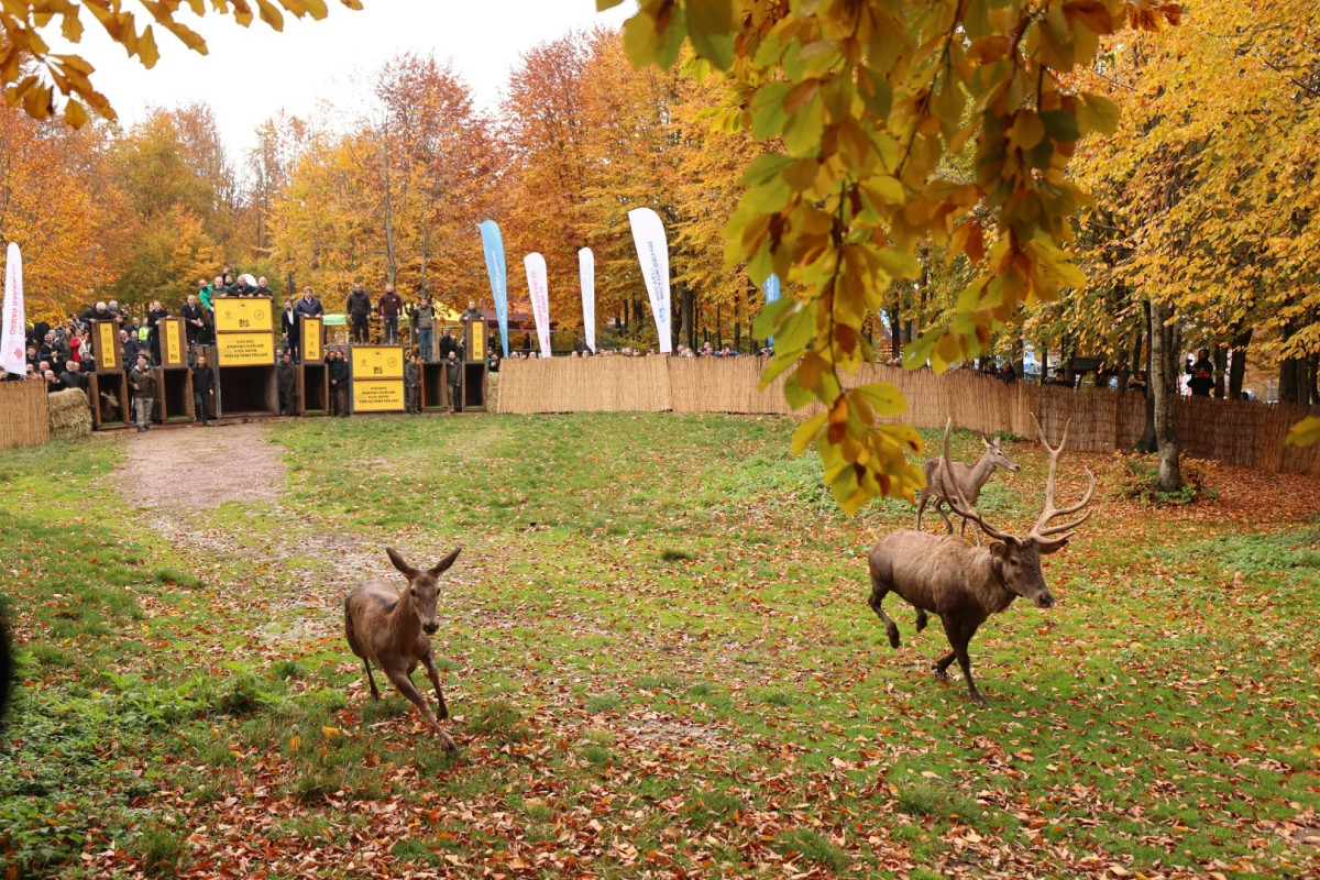 Büyükşehir'den doğaya 7 yeni kızıl geyik daha