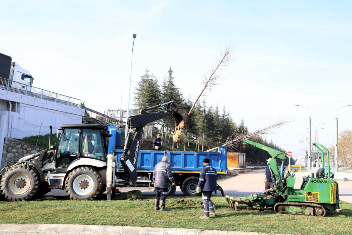 Ağaçlar yeni yerlerinde hayat bulacak