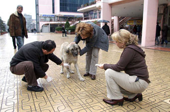 Sokak hayvanları gönüllü bakıcılarla korunacak