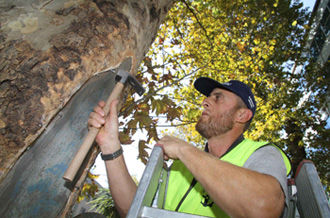 Çınar ağaçları restore ediliyor