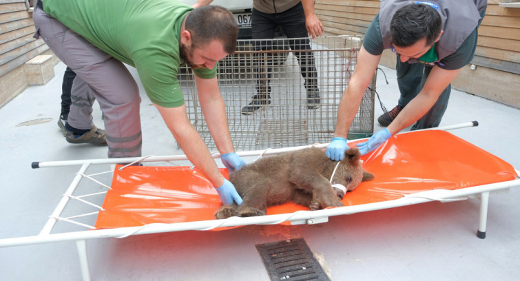 Yaralı boz ayı Ormanya'da yaşama tutundu