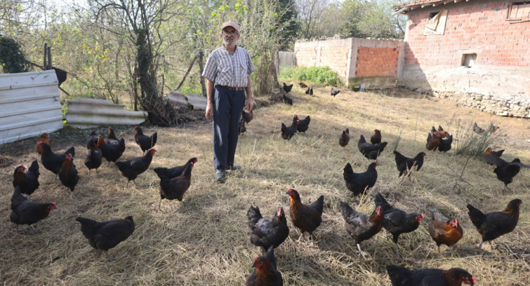 Kocaeli'de yüzde 50 hibeli tavuk desteği üreticilerin yüzünü güldürdü